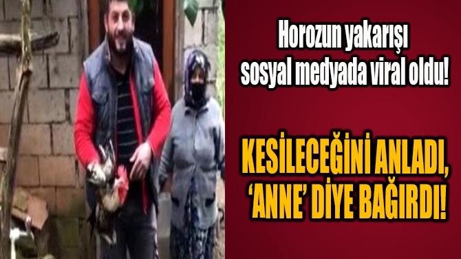 'ANNE' DYE BAIRAN HOROZ