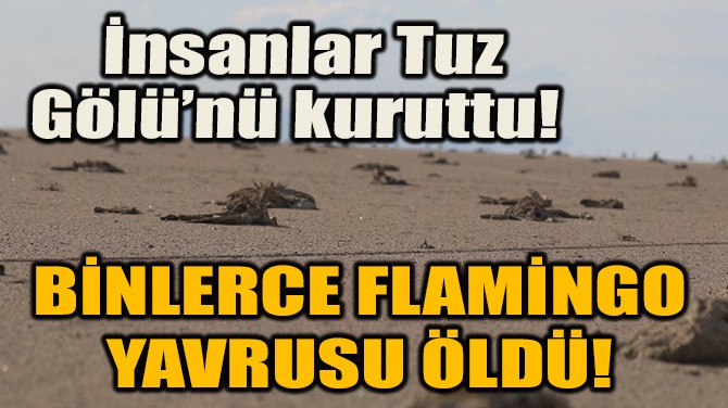 TUZ GL KURUDU BNLERCE FLAMNGO YAVRUSU LD!