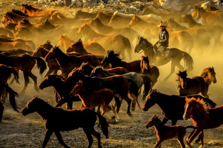 Kayseri'de, Erciyes Da'nn eteklerinde yaayan ylk atlar, fotoraf tutkunlarnn gzdesi oldu.