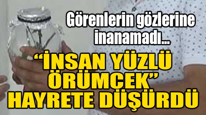 "İNSAN YÜZLÜ ÖRÜMCEK" HAYRETE DÜŞÜRDÜ!