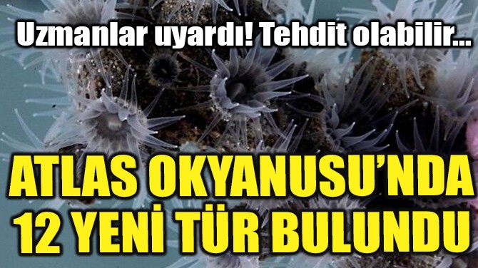 ATLAS OKYANUSU'NDA 12 YENİ TÜR BULUNDU!