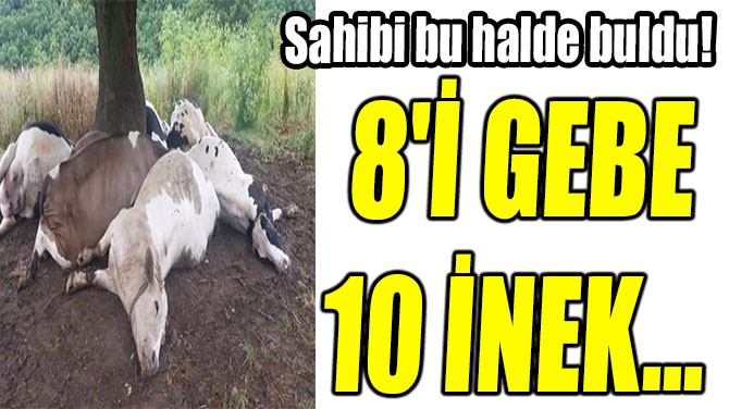 SAHİBİ BU  HALDE BULDU!  8'İ GEBE 10 İNEK...