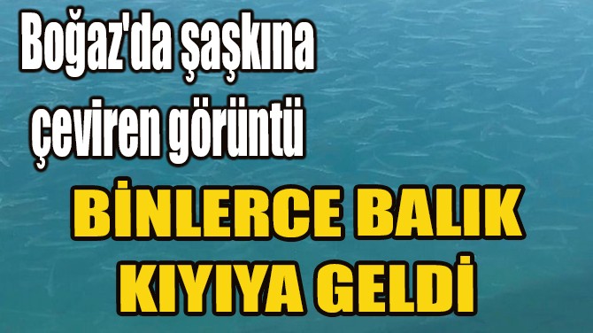 BNLERCE BALIK KIYIYA GELD
